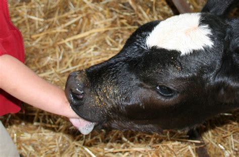 calf suck man|Small calf is licking mans balls and sucking his cock